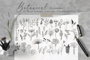 Download Floral Botanical Illustrations - Botanical illustrations Collection