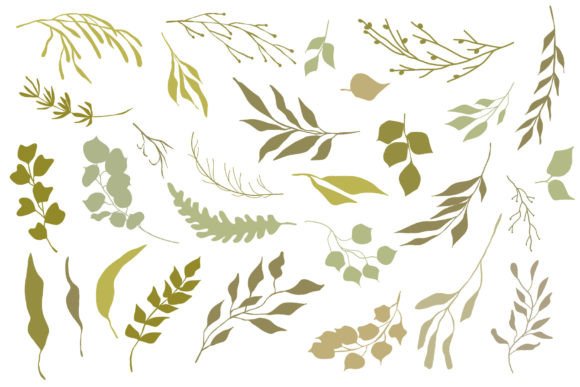 Download Botanical Illustrations Set - Botanical illustrations Collection